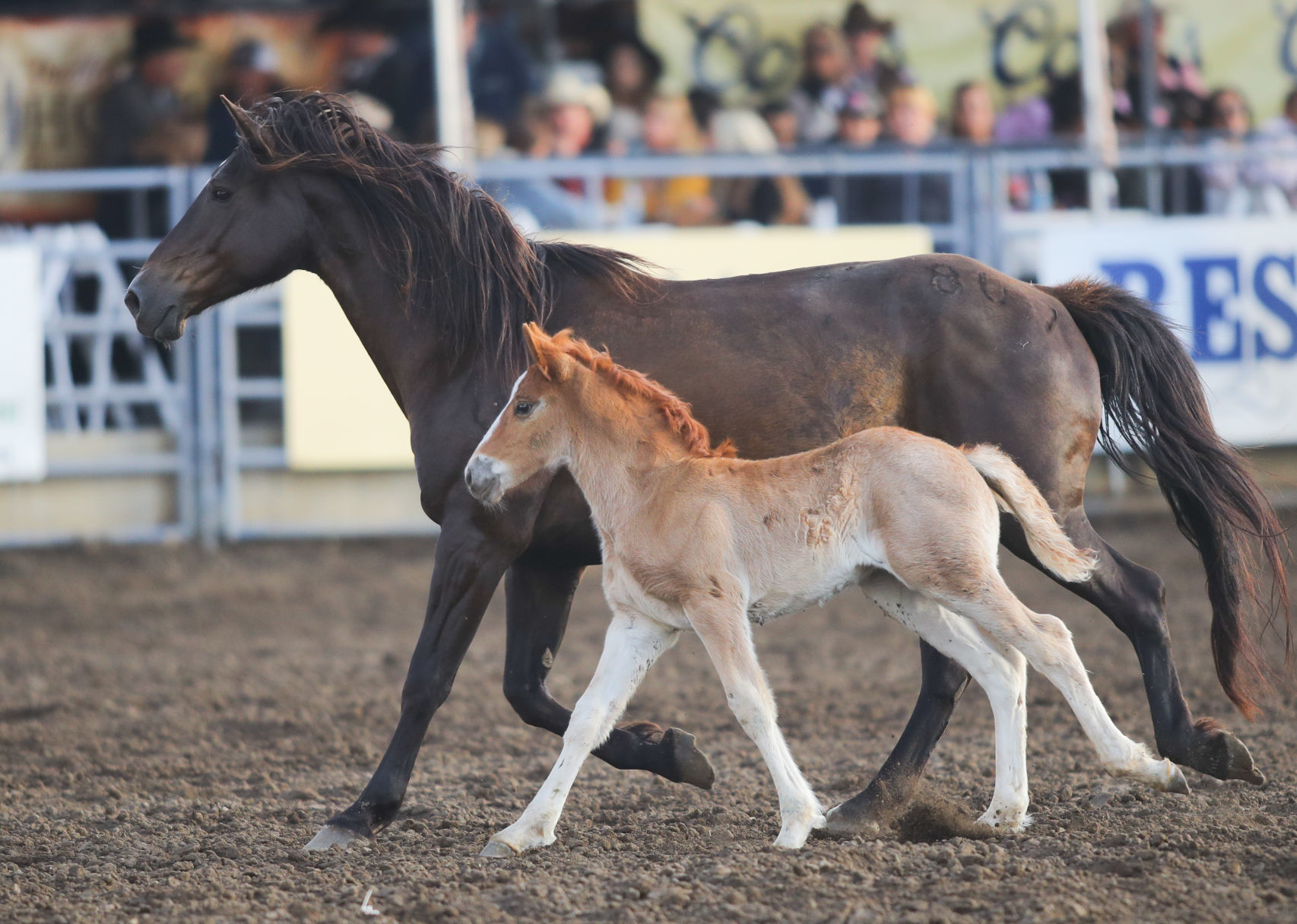 060119 Elks Rodeo Saturday 16.jpg